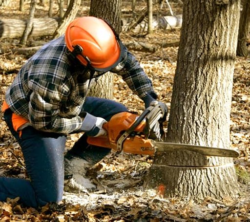 Tree Removal in Hobart, OK